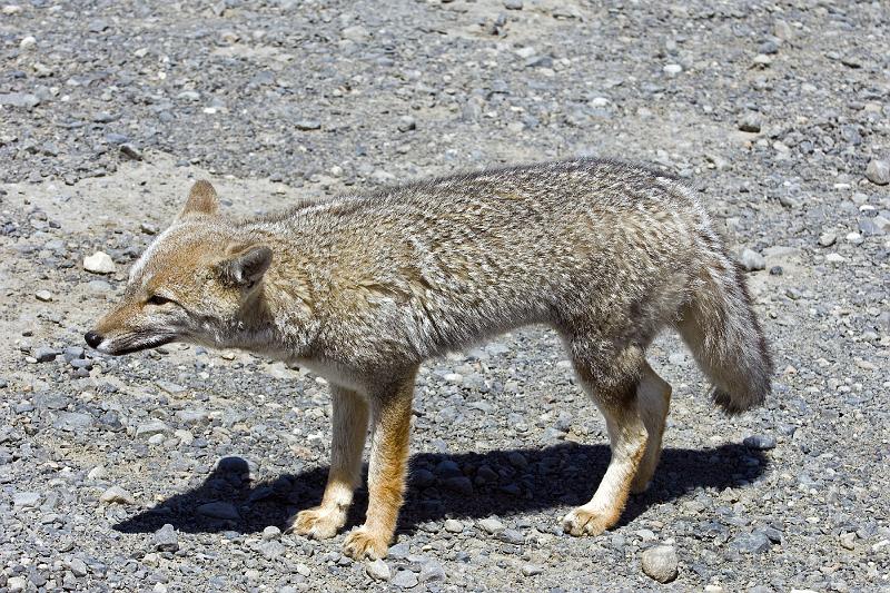 20071213 130816 D2X 4200x2800.jpg - Fox, Torres del Paine National Park